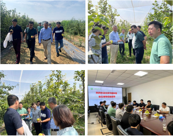 聚焦产研谋发展 共鉴佳果话新篇——市园林绿化局赴上庄实验站园艺学院基地调168体育 168体育官网研(图2)