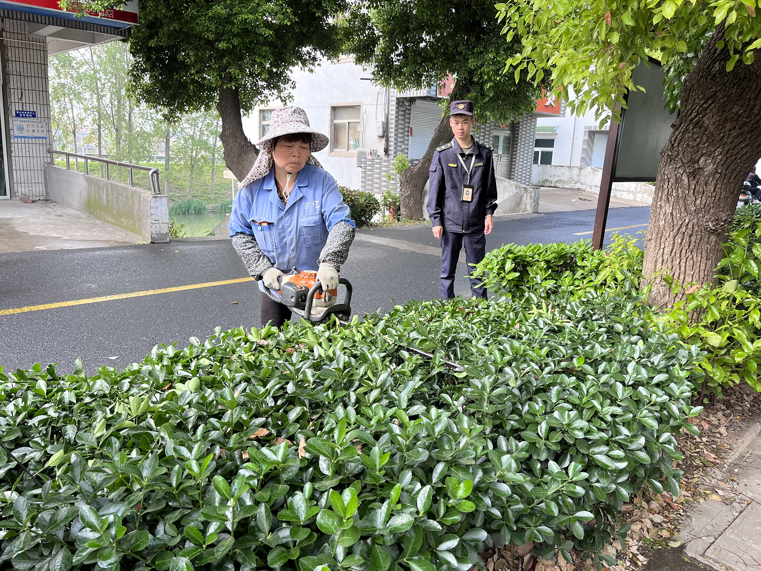 168体育 168体育官网高淳砖墙镇多举措提升绿化养护水平(图1)