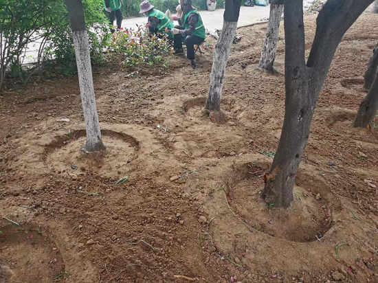 临沂市城管局园林环卫中心柳青管理办：节点补植改造绿化美化再提升168体育 168体育官网(图2)