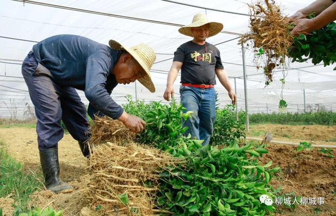 苗木走俏市场哪个苗木品种最168体育 168体育官网受欢迎？(图6)