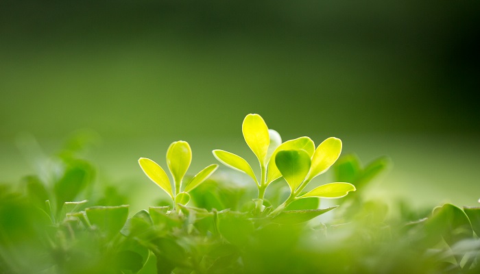 植树造林有什么重要意义 植树168体育 168体育官网造林的重要意义(图3)