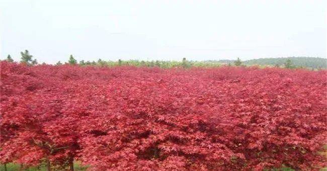 城市绿化、退耕还林都需要大量苗木如今农村种啥苗168体育 168体育官网木会赚到钱呢？(图8)