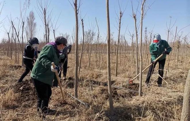 添绿168体育 168体育官网正当时！哈密今年计划完成造林绿化22420亩(图2)