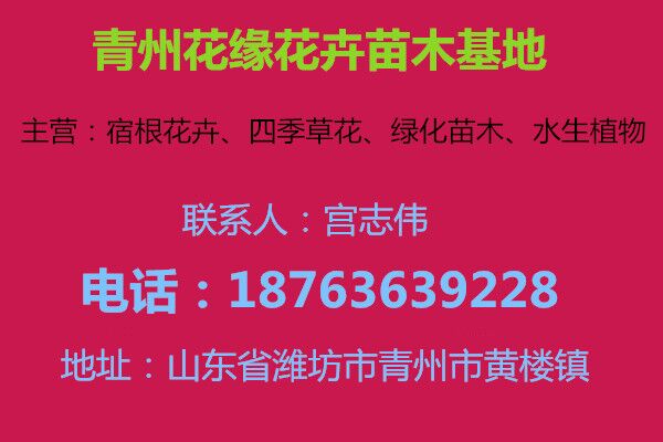 今日绿化苗木报168体育 168体育官网价(图1)