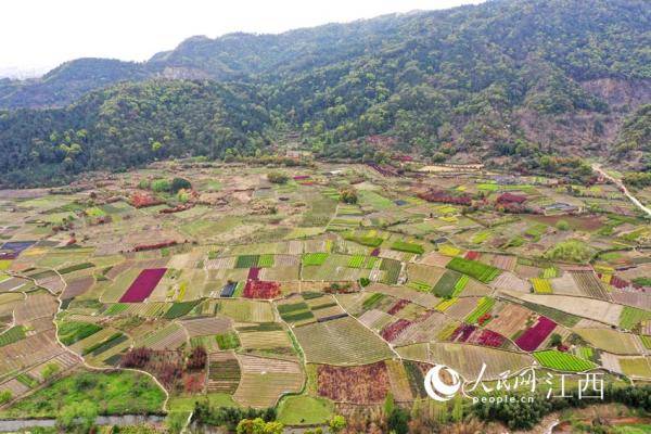 168体育 168体育官网江西南昌：苗木基地姹紫嫣红 如大地调色板(图4)