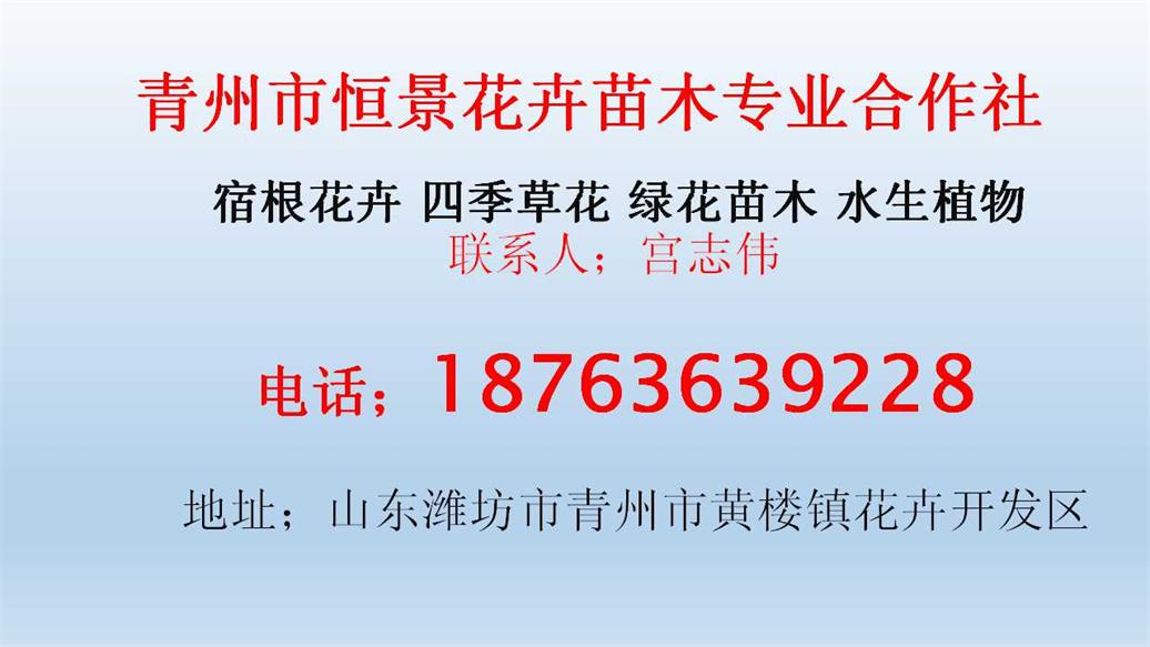 绿化草花价格168体育 168体育官网(图1)