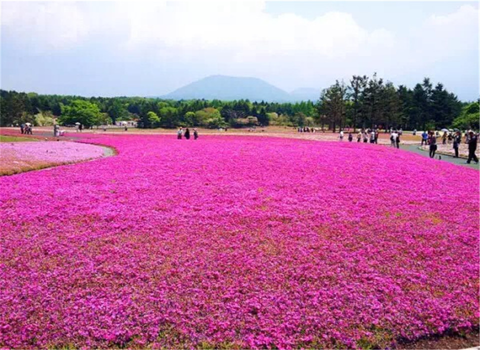 绿化草花价格168体育 168体育官网(图2)