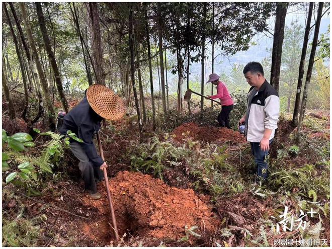 大埔县全力168体育 168体育官网加速推进造林绿化工程进度(图1)