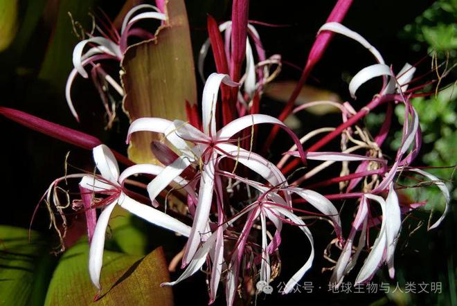 【植物界全系列】石蒜科—石蒜亚科（三）：文殊兰168体育 168体育官网(图1)