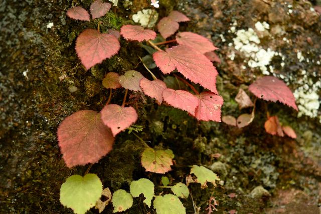 辰山植物园科研人员在国际刊物发表三个秋海棠新种168体育 168体育官网(图1)