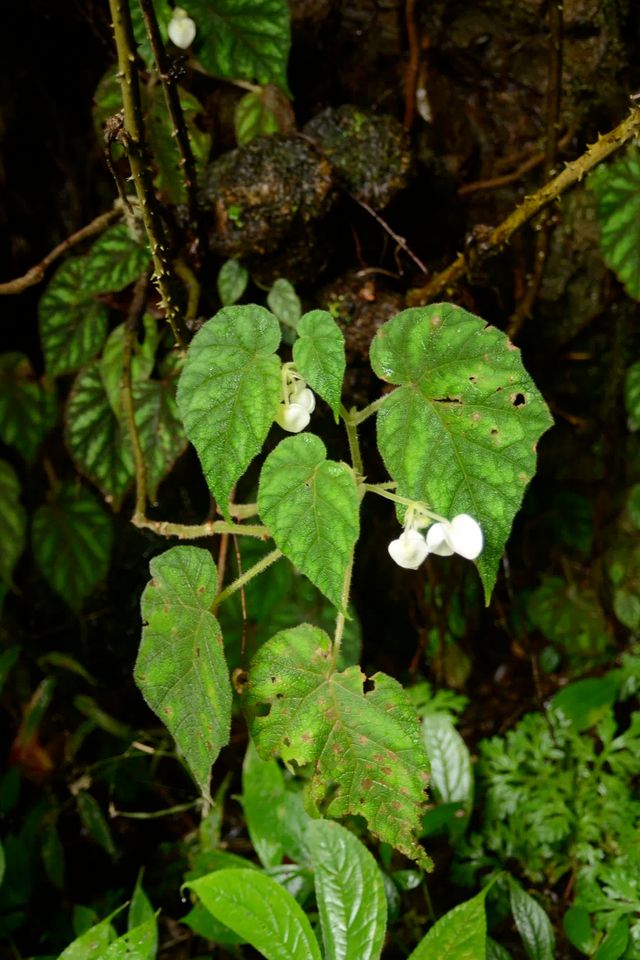 辰山植物园科研人员在国际刊物发表三个秋海棠新种168体育 168体育官网(图2)