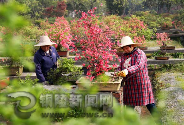 168体育 168体育官网五洲苗木基地 打造植物科普殿堂(图1)