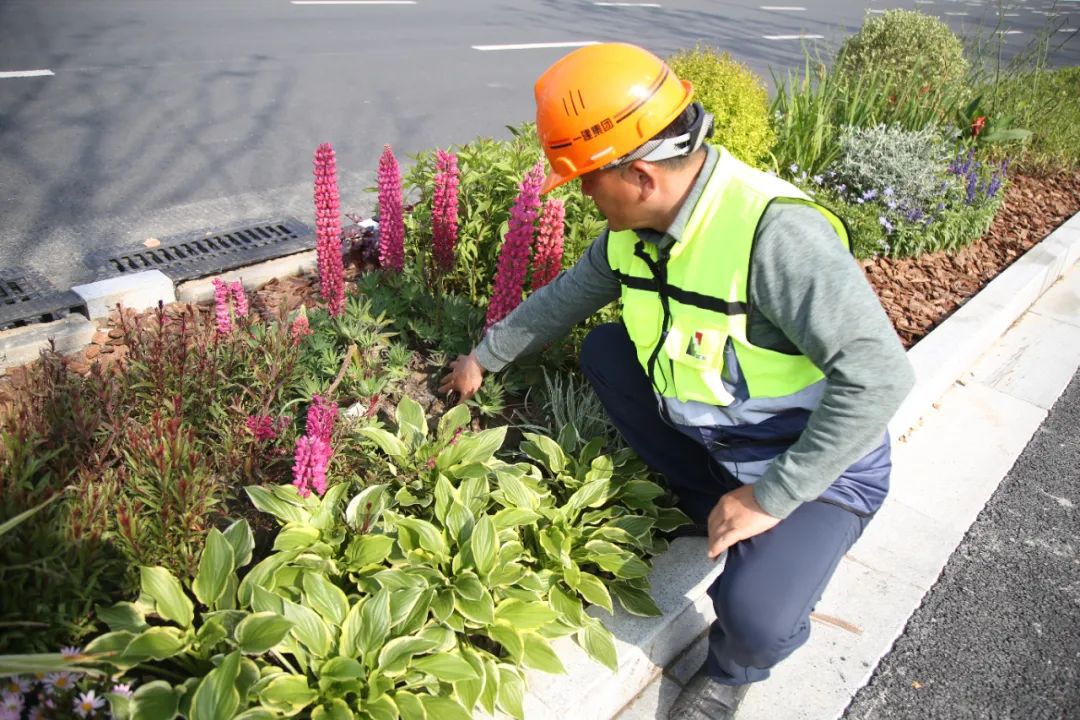 S168体育 168体育官网5入城口绿化带被盗100多株高颜值花卉！已报警“采花大盗”住手！(图3)